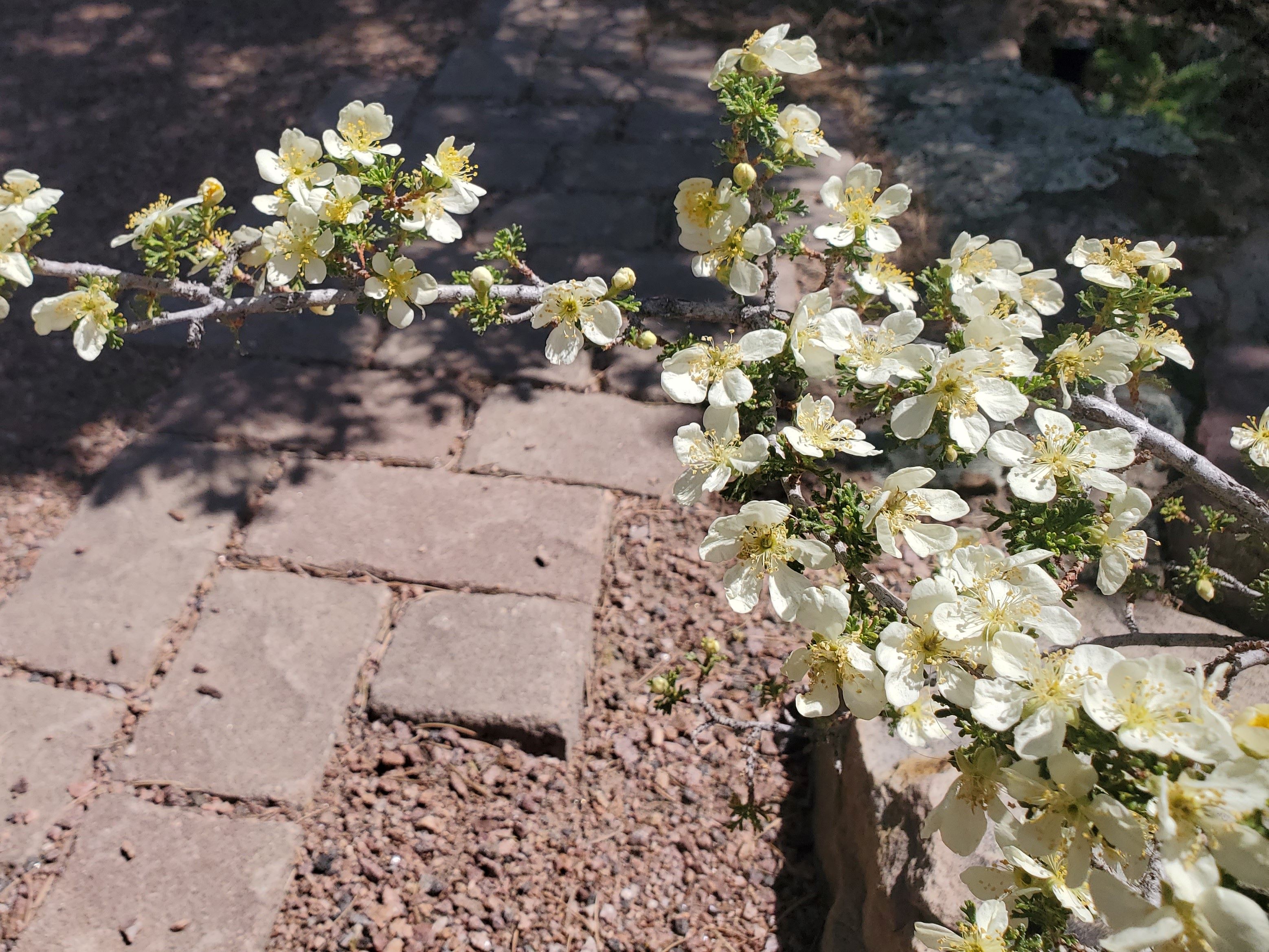 Stansbury's Cliffrose